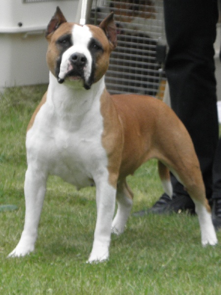 Les American Staffordshire Terrier de l'affixe Poypoy Speed Perfect