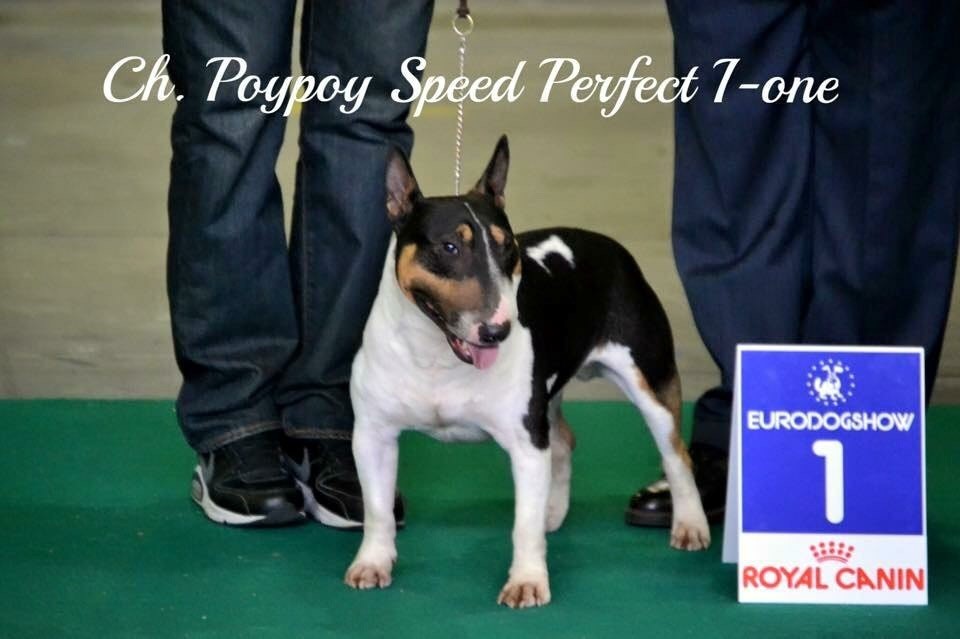 Les Bull Terrier Miniature de l'affixe Poypoy Speed Perfect