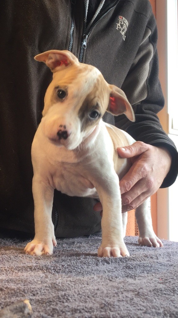 Poypoy Speed Perfect - Chiot disponible  - American Staffordshire Terrier