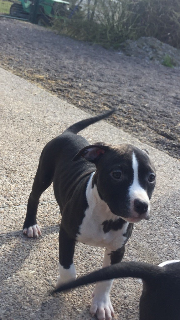 Poypoy Speed Perfect - Chiot disponible  - American Staffordshire Terrier