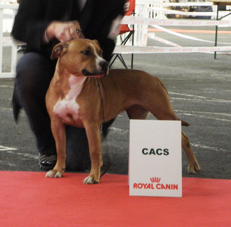 Poypoy Speed Perfect Energy