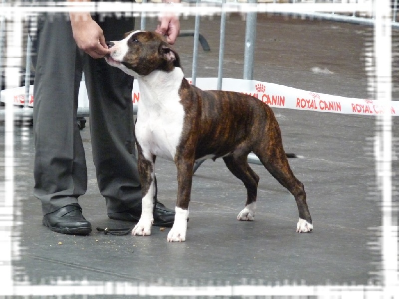 Poypoy Speed Perfect Foxy lady