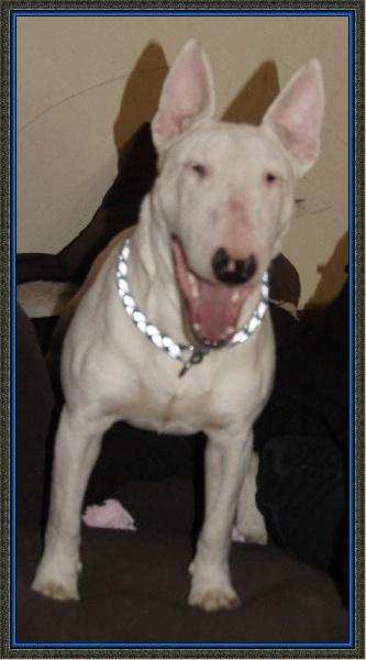 Poypoy Speed Perfect Hummer