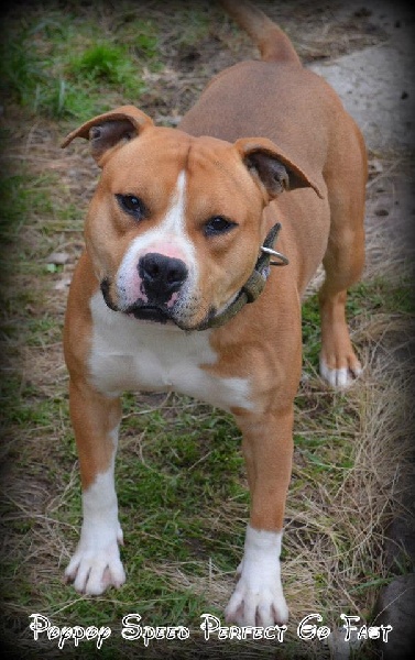 Go fast Poypoy Speed Perfect