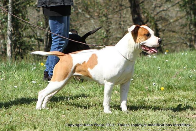 Poypoy Speed Perfect Hello kitty born to woodcastle